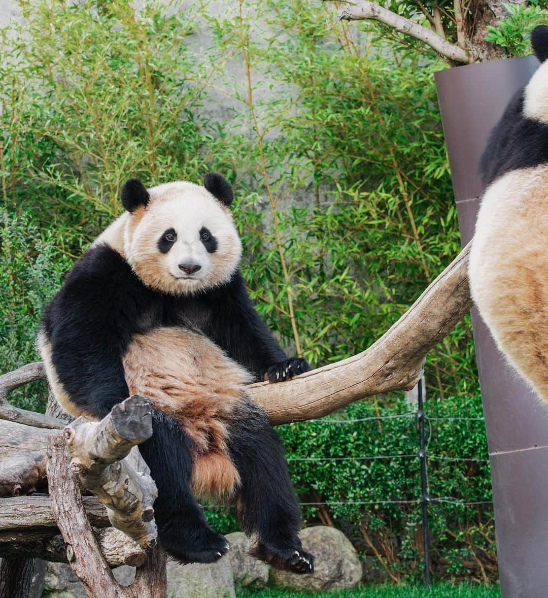 パンダ（白浜）さんのインスタグラム写真 - (パンダ（白浜）Instagram)「Thanks, Love, Origin of HELLO PANDA #桜浜 #桃浜　🌸🍑 #cutepanda #giantpanda #ジャイアントパンダ　#赤ちゃん #baby #funny #panda #パンダ #pandababy #pandas #cute #animal #animals #zoo #baby #love #adventureworld #アドベンチャーワールド ⭐︎ #pandamentalcosplay」2月21日 21時34分 - hellopanda_book