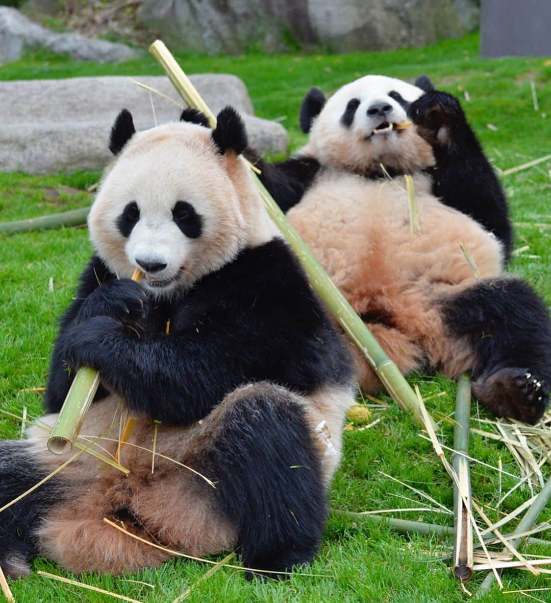 パンダ（白浜）さんのインスタグラム写真 - (パンダ（白浜）Instagram)「Thanks, Love, Origin of HELLO PANDA #桜浜 #桃浜　🌸🍑 #cutepanda #giantpanda #ジャイアントパンダ　#赤ちゃん #baby #funny #panda #パンダ #pandababy #pandas #cute #animal #animals #zoo #baby #love #adventureworld #アドベンチャーワールド ⭐︎ #pandamentalcosplay」2月21日 21時34分 - hellopanda_book