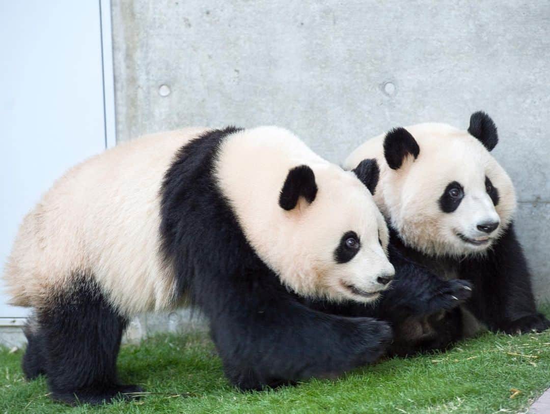 パンダ（白浜）さんのインスタグラム写真 - (パンダ（白浜）Instagram)「. THIS IS 'HELLO PANDA' 📕 Thanks, Love, Origin of HELLO PANDA #桜浜 #桃浜　🌸🍑 #cutepanda #giantpanda #ジャイアントパンダ　#赤ちゃん #baby #funny #panda #パンダ #pandababy #pandas #cute #animal #animals #zoo #baby #love #adventureworld #アドベンチャーワールド ⭐︎ #pandamentalcosplay」2月21日 21時37分 - hellopanda_book