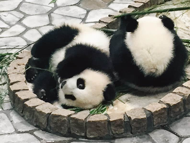 パンダ（白浜）さんのインスタグラム写真 - (パンダ（白浜）Instagram)「. THIS IS 'HELLO PANDA' 📕 Thanks, Love, Origin of HELLO PANDA #桜浜 #桃浜　🌸🍑 #cutepanda #giantpanda #ジャイアントパンダ　#赤ちゃん #baby #funny #panda #パンダ #pandababy #pandas #cute #animal #animals #zoo #baby #love #adventureworld #アドベンチャーワールド ⭐︎ #pandamentalcosplay」2月21日 21時37分 - hellopanda_book