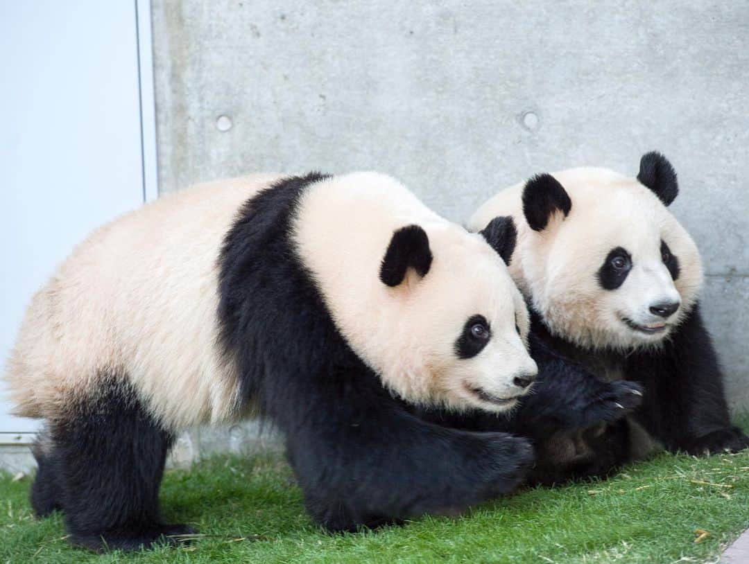 パンダ（白浜）のインスタグラム：「. THIS IS 'HELLO PANDA' 📕 Thanks, Love, Origin of HELLO PANDA #桜浜 #桃浜　🌸🍑 #cutepanda #giantpanda #ジャイアントパンダ　#赤ちゃん #baby #funny #panda #パンダ #pandababy #pandas #cute #animal #animals #zoo #baby #love #adventureworld #アドベンチャーワールド ⭐︎ #pandamentalcosplay」