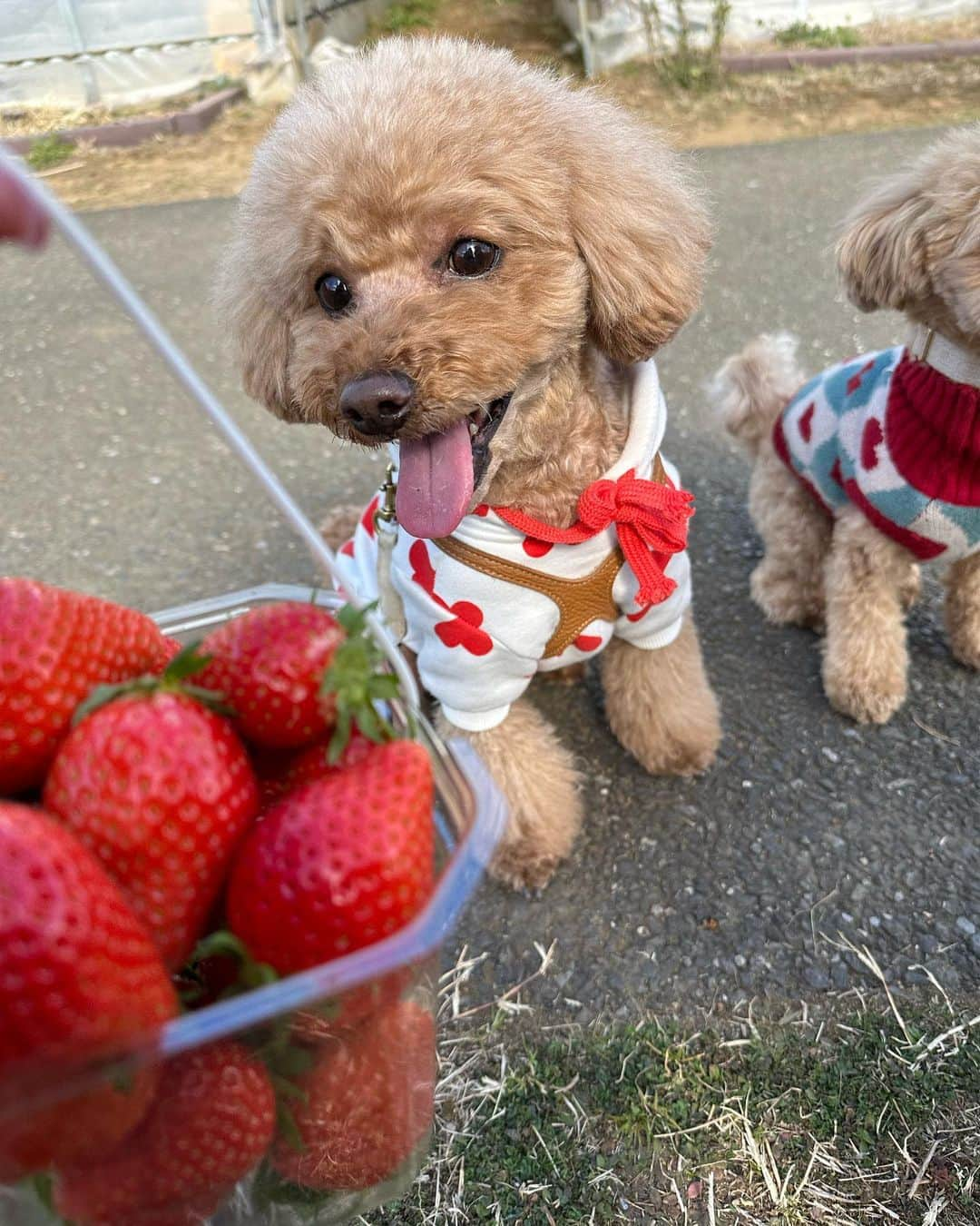 竹内舞さんのインスタグラム写真 - (竹内舞Instagram)「...  いちごがり🍓♡ わんちゃんと行けるの嬉しい♡  リル眩しくて、全部目が開いてないの飼い主に似てる🤔  . . .  #instagood #instafashion #selfie #tbt #f4f #swag #fashion #fashionista #gravure #linogravure #被写体 #撮影 #東京 #tokyo #Japan #party #自拍 #japanesegirl #anime #cosplay #animesong#petstagram #dogstagram #doglover #instadog #maltipoolove #cafe @b_b_j.j @bijo_photo @_bijo.gram_」2月21日 21時46分 - mai.t831