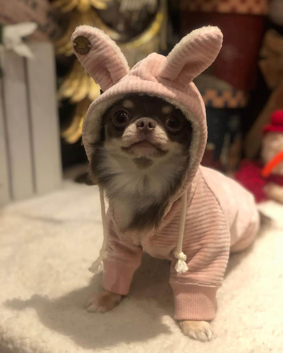 佐々木洋平のインスタグラム：「今年はうさぎ年🐰  うちの幸せを運ぶうさぎちゃんを貼っておきます  #ちわわ  #チワワ  #chihuahua  #chihuahualife  #イザベラ」