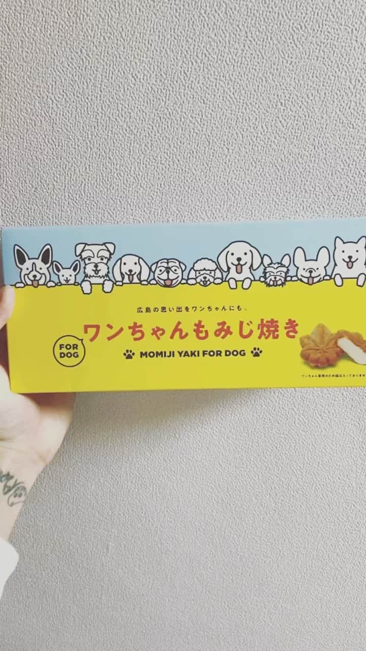 BLADeのインスタグラム：「尾道のお土産。 犬用のもみじまんじゅう🍁  みんな美味かったみたいで よかった！！  #犬用もみじ饅頭  #多頭飼い #尾道」