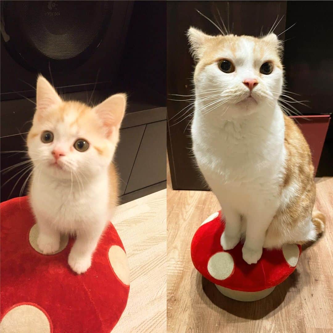 にゃんすくんのインスタグラム：「🎂happy birthday🎂  2/22猫の日生まれの猫の中の猫。  8 years old！！  8才なりまして、 とんでもない決め顔の写真が撮れました😂 いつまでも健康でありますよーに🤲  #猫の日 #2月22日  #ちびにゃんす #babynyansu #猫の日 #猫比較 #子猫  #cat #猫 #動物 #happy #funny #american #アメショ #ピクネコ #ペコねこ部 #catlover #instacat #ニャンスタ #にゃんすたぐらむ #pet #animal #面白い #癒し #猫部」