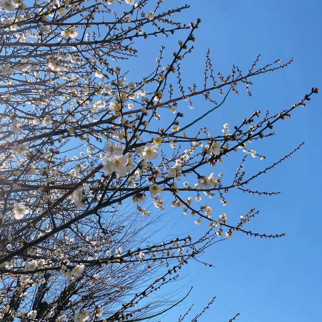 春瀬なつみのインスタグラム：「. すずめと長めのお散歩したら 梅が咲いていて 思いがけない幸せにしばらく浸りました。 #梅の花」