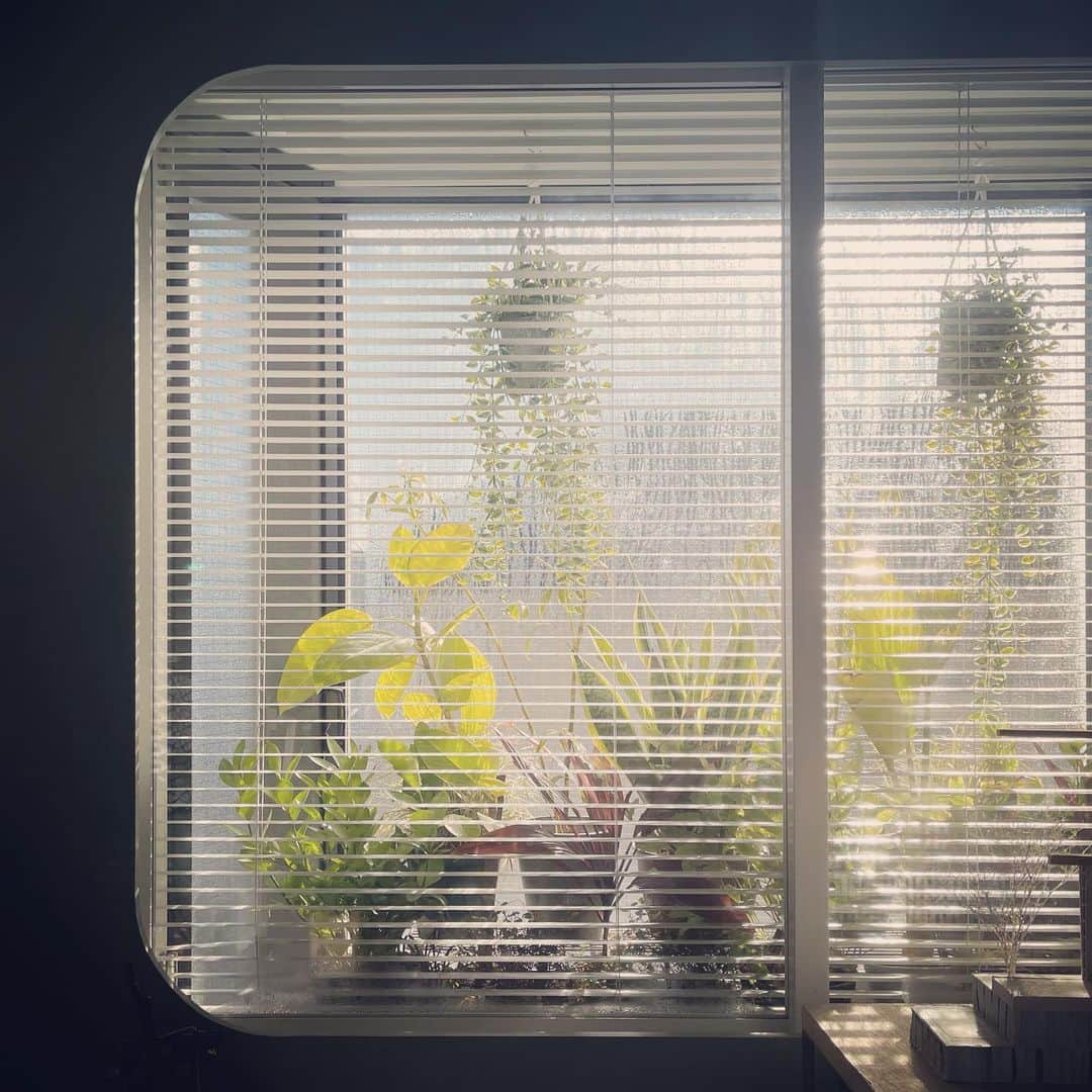 中村靖日のインスタグラム：「.  ロケ先の窓枠の丸みと植物たち  2023/02/21 Tue 15:17 -JST  #window #foliageplant #movie #shooting #studio #location #staff #actress #actor #onsetlife #tokyo #japan」