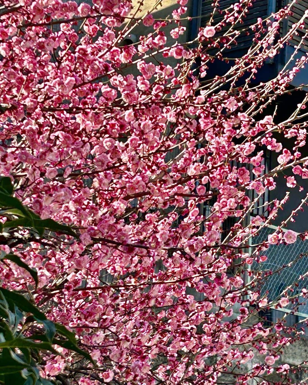 土屋眞弓のインスタグラム：「気付いたらお隣の紅梅は満開です💖 もうすぐ桃の節句🎎ですし、太陽眩しいし、少し暖かく感じるので 冬眠から目覚めることにしました😃  #紅梅」