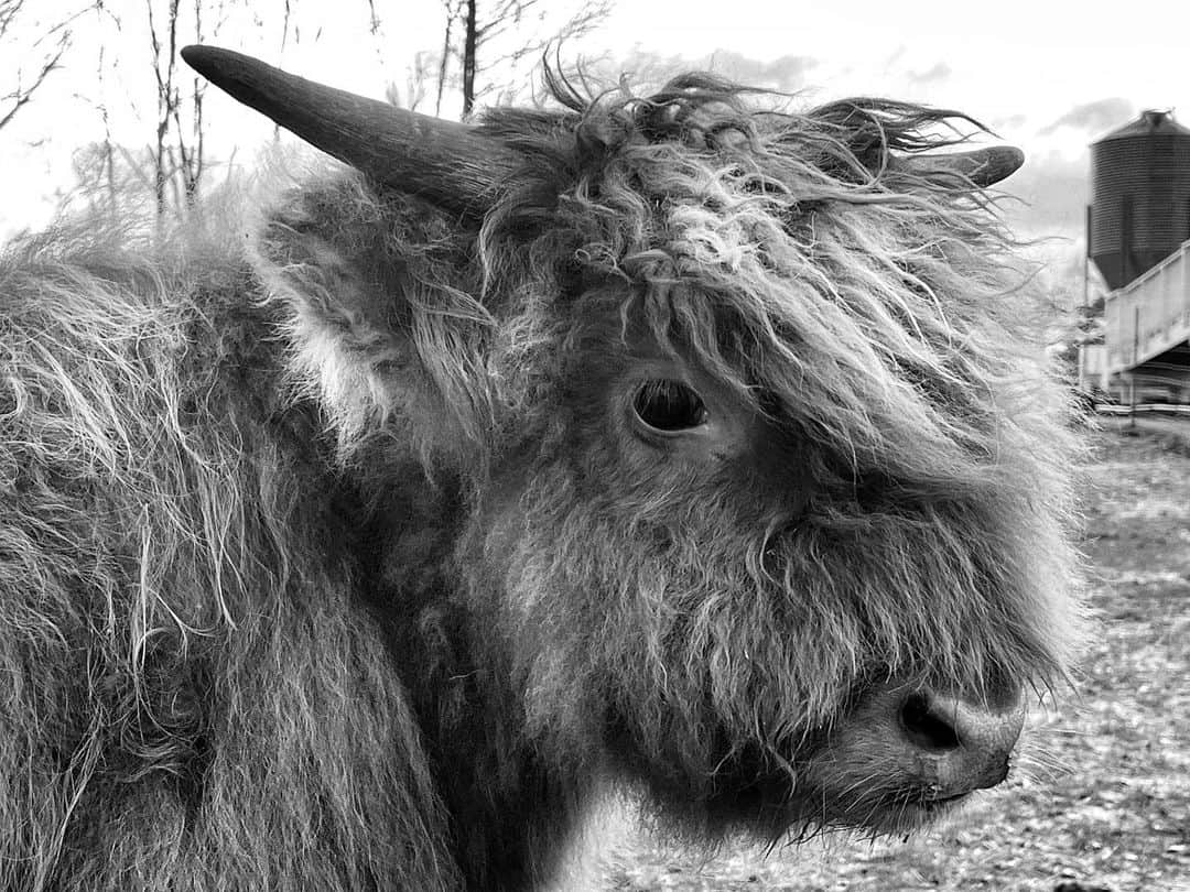 Robert Clarkさんのインスタグラム写真 - (Robert ClarkInstagram)「The always photogenic Highland Cow from Scotland. A close up view courtesy of @triplerfarmshattiesburgms in #hattiesburg Miss.」2月22日 14時00分 - robertclarkphoto