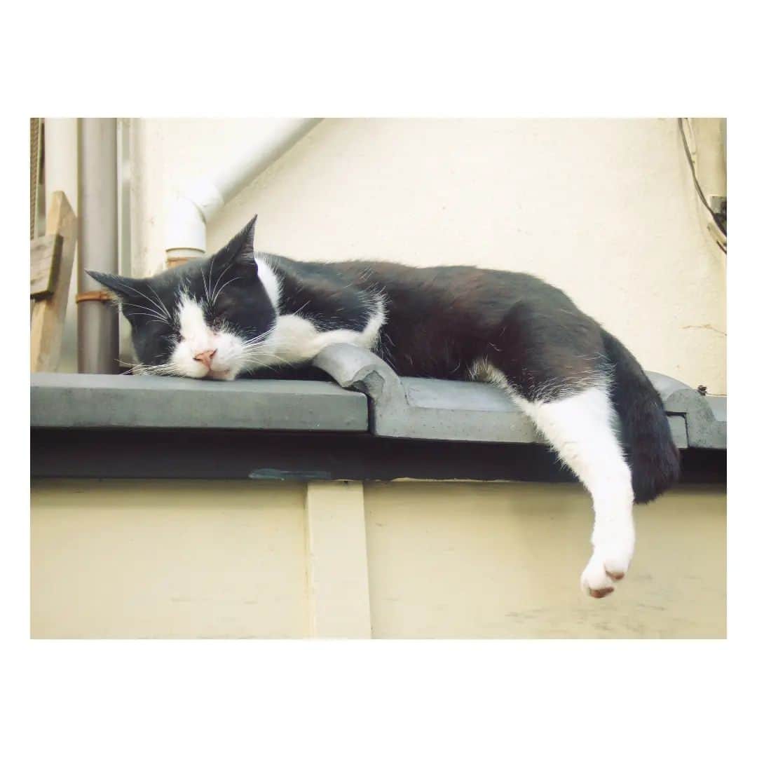 花村怜美のインスタグラム：「寝子。 #猫 #ねこ #ネコ #にゃんこ #にゃんすたぐらむ #ねこすたぐらむ #猫の日 #ねこの日 #222 #cat #catstagram #instacat #japan」