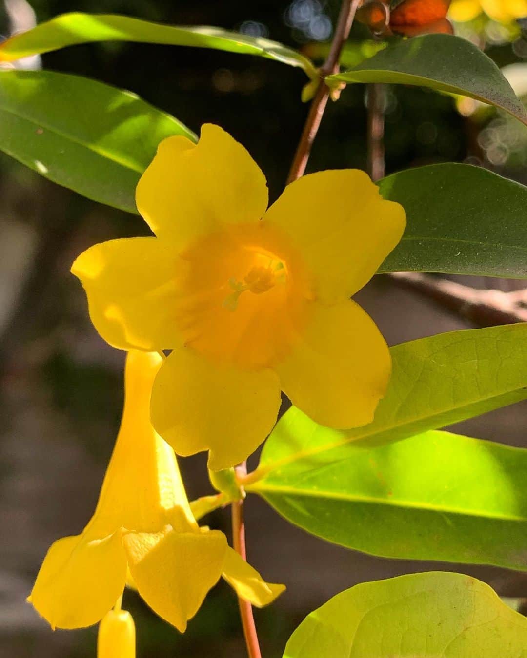 ブライス・ジョンソンのインスタグラム：「#flowersofinstagram 😊」