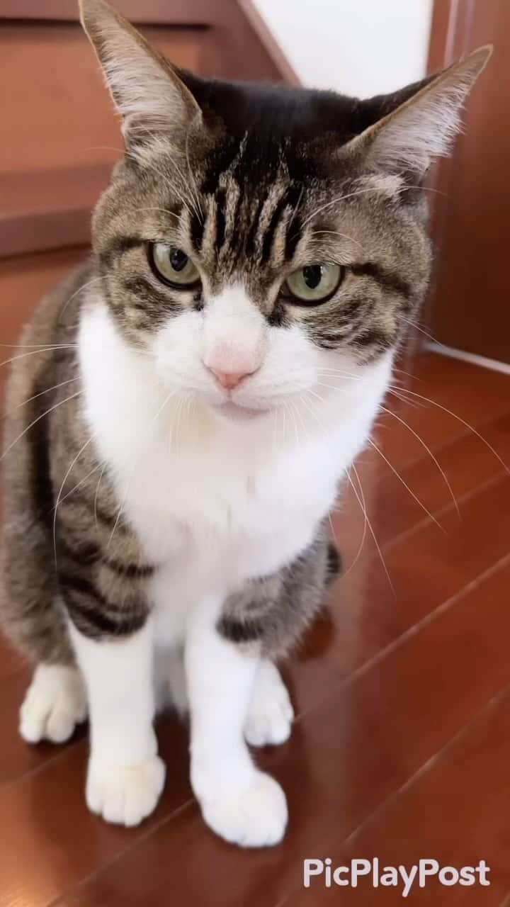 のインスタグラム：「🐈‍⬛猫の日🐈‍⬛ 🐾 May the cats of the world be happy❣️ 🐾 #cat#cats#catsofinstagram#😻#ねこ#ねこ部 #猫#猫の日#ねこの日#2月22日は猫の日#保護猫 #2月22日#猫のいる暮らし#猫のいる生活」