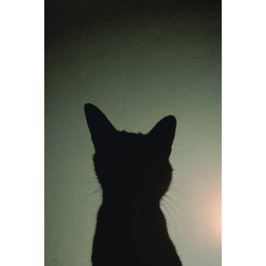 のインスタグラム：「2023.2.22 ニャンニャンニャンの日。 #ニャンニャンニャンの日 #猫が好き #猫 #cat #シルエット #silhouette  影だけでも愛おしい。」