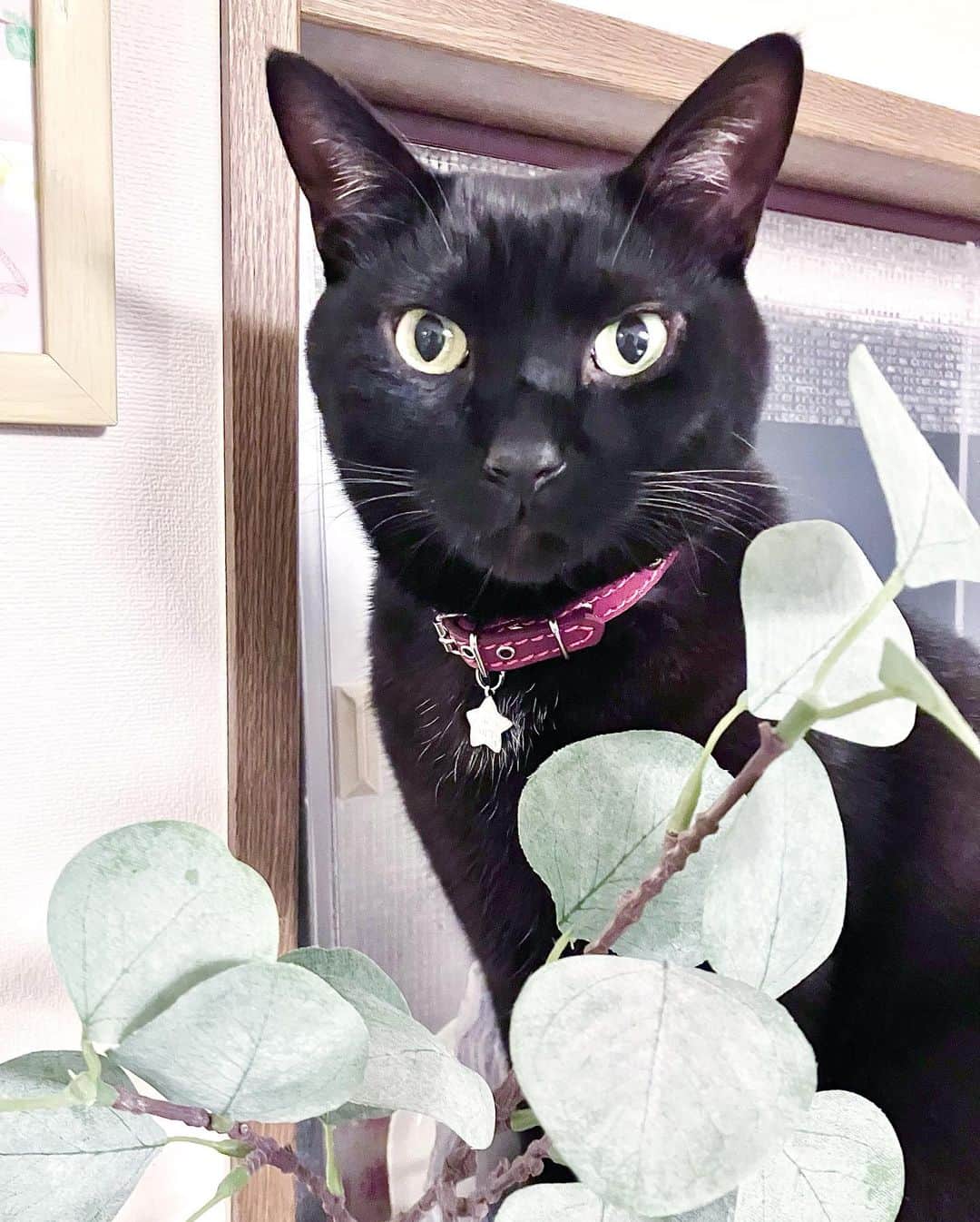しおやてるこさんのインスタグラム写真 - (しおやてるこInstagram)「おはようネコチャン！今日は猫の日だってよ🐈‍⬛ #ねこの日 #猫の日2023 #ネコの日 #黒猫 #猫がいる暮らし #猫がいる幸せ」2月22日 8時33分 - shiochin1129
