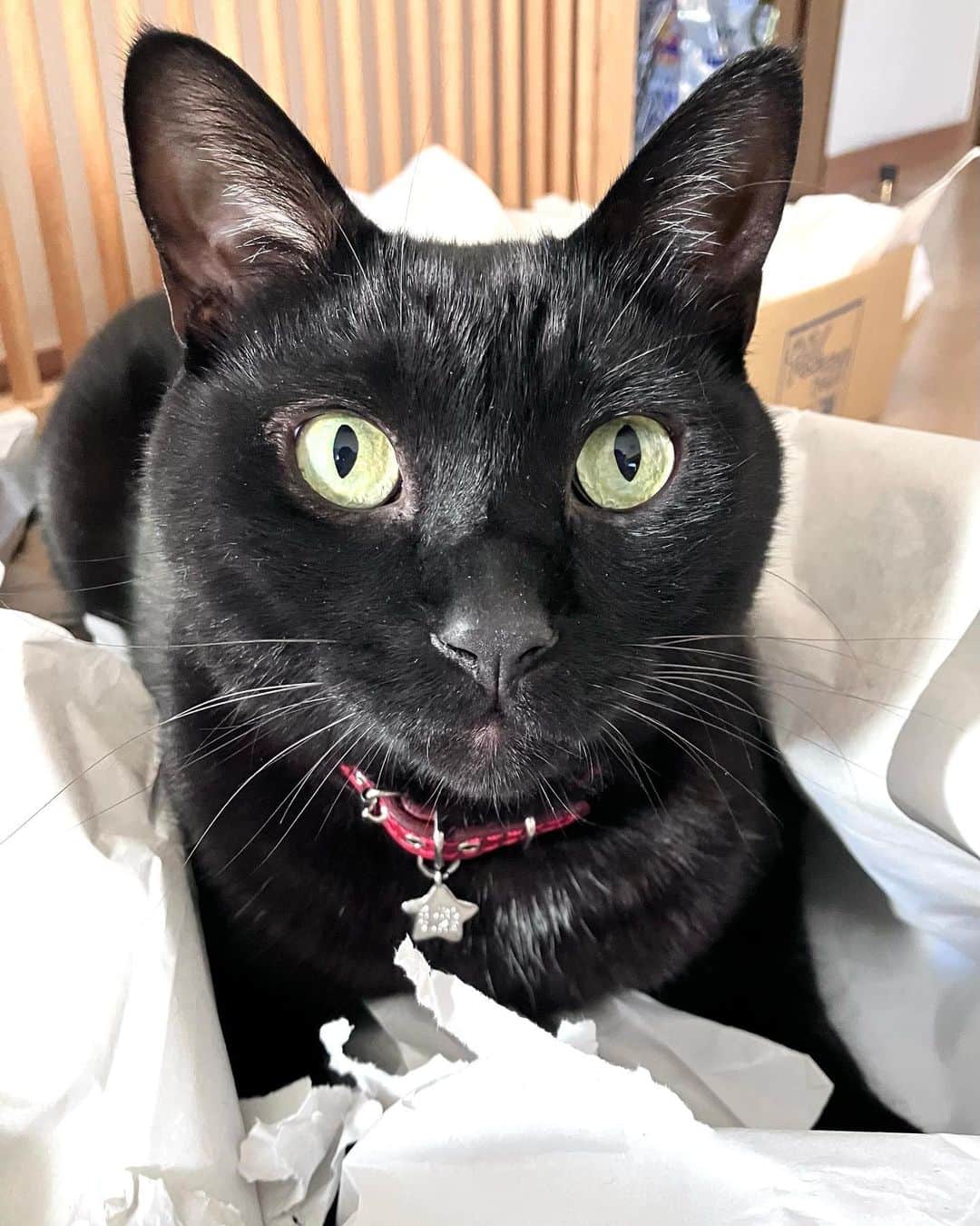 しおやてるこのインスタグラム：「おはようネコチャン！今日は猫の日だってよ🐈‍⬛ #ねこの日 #猫の日2023 #ネコの日 #黒猫 #猫がいる暮らし #猫がいる幸せ」