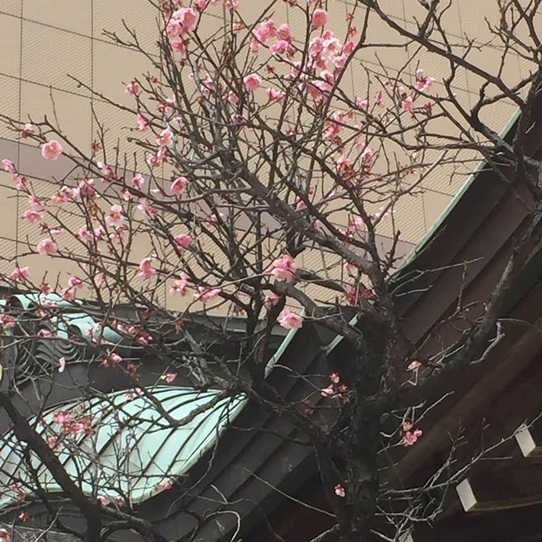 ホテルオークラ福岡さんのインスタグラム写真 - (ホテルオークラ福岡Instagram)「ホテルオークラ福岡の隣接する鏡天満宮の梅がほころんできました。 寒い日もありますが、徐々に春の気配を感じます。  #hotelokurafukuoka  #hotelokura  #ホテルオークラ福岡  #ホテルオークラ  #鏡天満宮  #春 #梅」2月22日 14時30分 - hotelokura_fukuoka