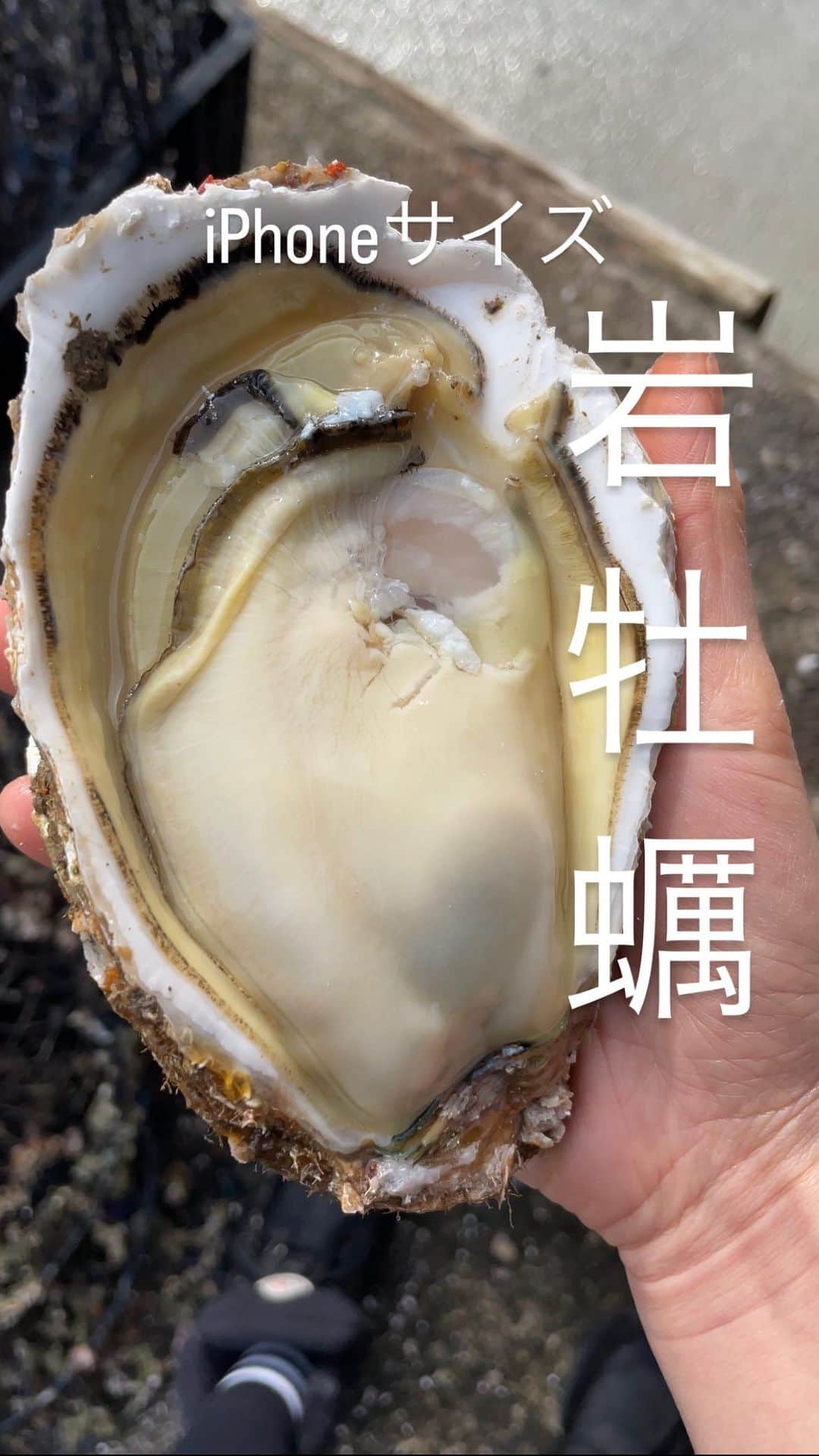 のインスタグラム：「父が育ててる岩牡蠣🦪 真牡蠣は毎年販売してるけど 今年から岩牡蠣も販売できるかもー🙌❤️ 5月ごろからが食べ頃😋 その時はお知らせします🤩」