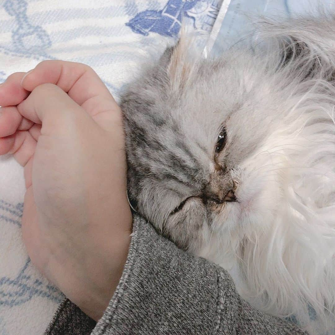 成田ひよりさんのインスタグラム写真 - (成田ひよりInstagram)「. 今日は猫の日🐾 . またいつか出会えるね。 . Toiはお星様になったから、 いまはÉtoileだね🌌 . 見守っていてね☺️ . . . #cat #猫の日 #猫好きさんと繋がりたい  #ねこのいる生活 #merci #猫に願いを  #ぴよりむ」2月22日 9時37分 - piyorime