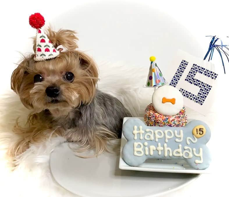 Kodie Bearさんのインスタグラム写真 - (Kodie BearInstagram)「🎂Today’s my 15th Birthday ! 🎂」2月22日 11時07分 - kodietheyorkie