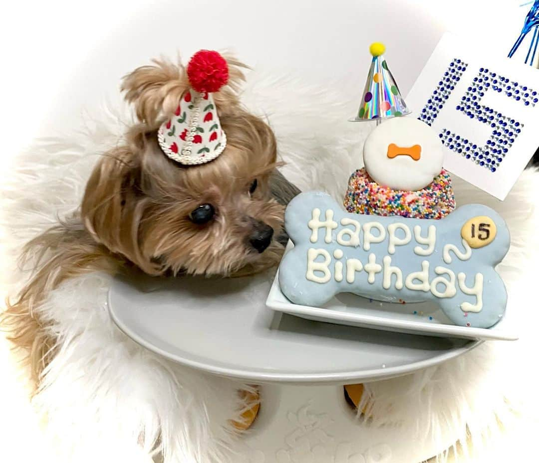 Kodie Bearさんのインスタグラム写真 - (Kodie BearInstagram)「🎂Today’s my 15th Birthday ! 🎂」2月22日 11時07分 - kodietheyorkie