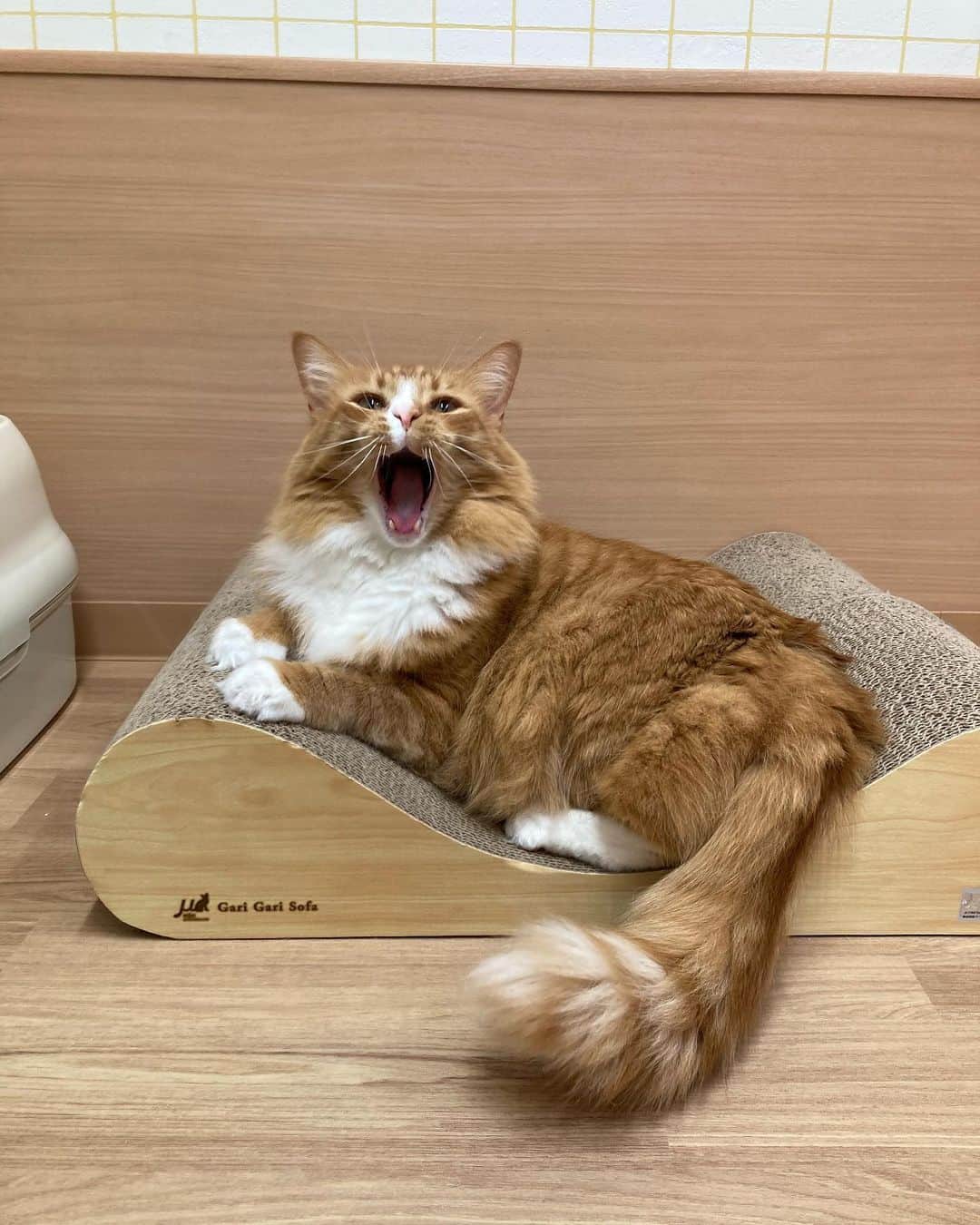 のインスタグラム：「. 2/22 ニャンニャンニャンの日🐈💕🤍  大阪ECOの3匹の可愛いニャンず♡  いつも看護の学生や大阪ECOのみんなから愛され、大切にお世話してもらって幸せ者だね〜🌸✨  3匹の一押しショット📷🤍 どうぞご覧ください〜  #大阪eco動物海洋専門学校#大阪eco  #動物専門学校 #動物園動物飼育専攻  #動物飼育 #動物園 #水族館 #飼育員 #ドルフィントレーナー #アクアリスト #動物看護師 #トリマー #ドッグトレーナー#動物好きと繋がりたい #犬好きと繋がりたい #猫好きさんと繋がりたい」
