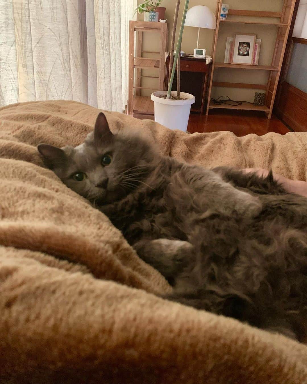 滝瀬世莉のインスタグラム：「#猫の日#222#かわいい❤️」