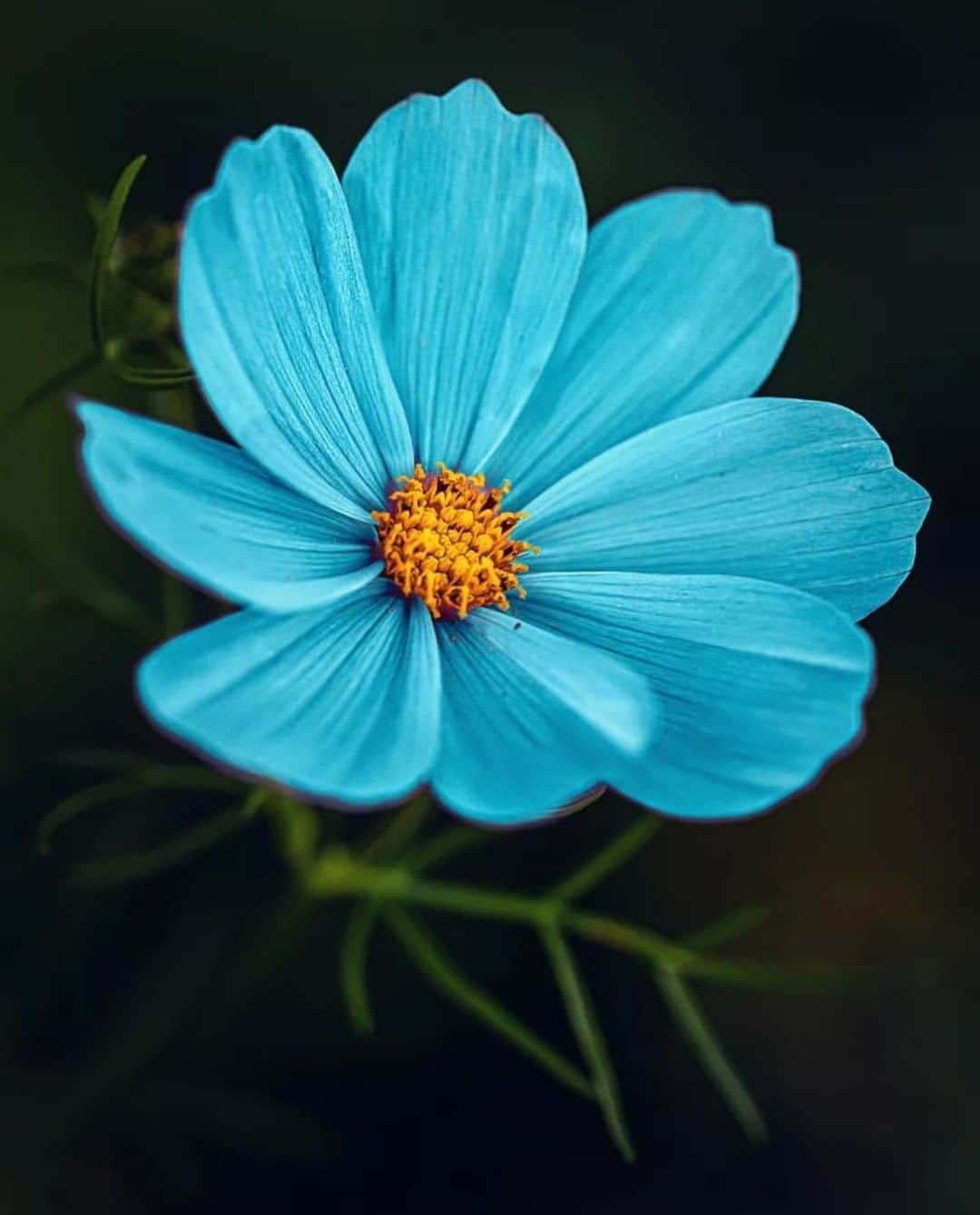 のインスタグラム：「. 'I want to touch the heart of the world and make it smile' ~ Charles de Lint  @wiktorborozdin  #mariha #jewelry #inspiration #kachofugetsu #imageoftheday #花鳥風月　#マリハ」