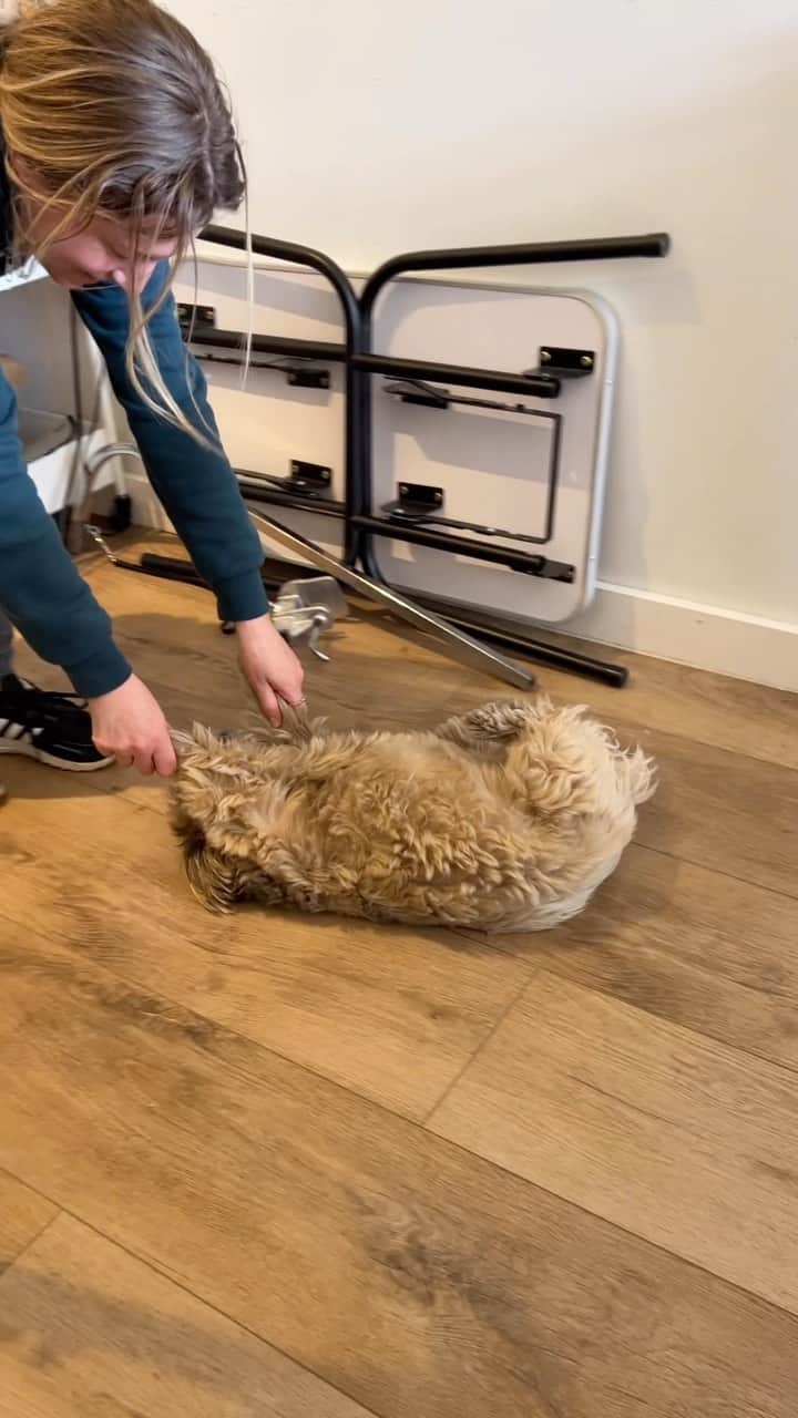 Dougie the Shih Tzuのインスタグラム：「Little bear at @napanatural.dogco ❤️」