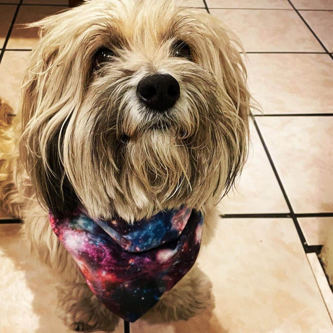 マイケル・トレイナーさんのインスタグラム写真 - (マイケル・トレイナーInstagram)「Baxter is now a Space Pirate.  Just thought y’all should know. Carry on.」2月22日 12時41分 - traynorland