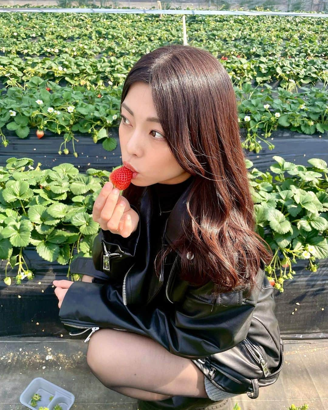 岬あずさのインスタグラム：「熟してるぅ🍓  #いちご #いちご狩り #自然が好き」