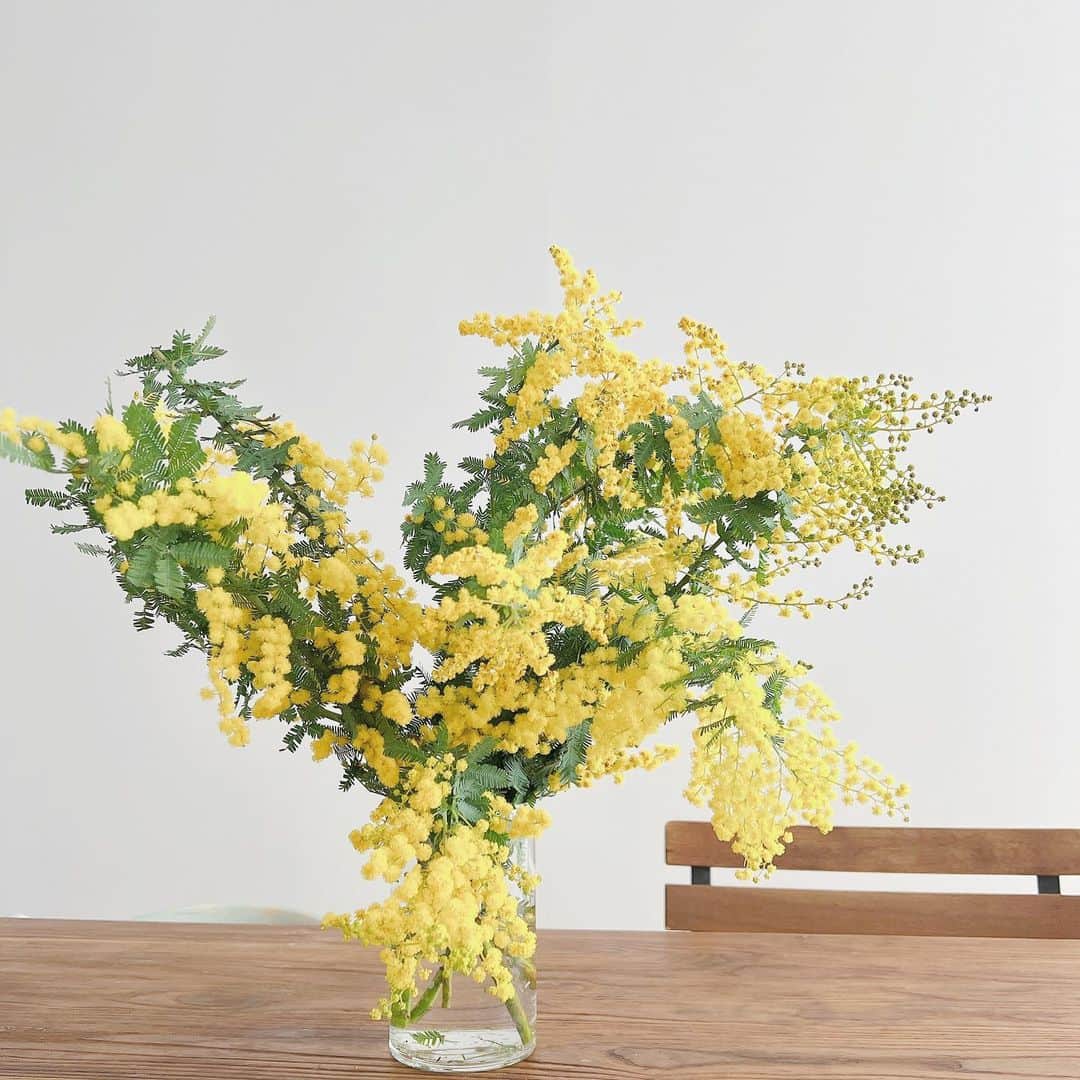 斉藤マリナ(さいまり) さんのインスタグラム写真 - (斉藤マリナ(さいまり) Instagram)「お花の飾り方難しくて生花は敬遠してたけど、家の中にいるのは自分だけだし気にすることないなってことで念願のミモザ購入🥺 . 家の中に篭りきりで花粉でしか春の訪れを感じられなかったので、アプリで花を買えるっていうのはめちゃありがたい(しかもめちゃ安い) . 元々インドアでフルリモート最高！派なんですが、子ども以外と話す時間が1日10分あるかないかの生活は意外とストレス溜まるんだなと😇 . 友だちと遊ぶにしても、妊婦で気遣わせるし土日の昼間しか会えないしノンアルだし…と遠慮してたんですが、いよいよ「あ、これヤバいな」という感じに😇 . 月に1度は友だちと出かけよう、それ以外でもおうち時間充実に課金しようと決意したのでした。 . #お花のある暮らし#ロスレスブーケ#ミモザ#flowerstagram  . .... ここから妊婦の話 . . . .... まもなく#妊娠8ヶ月 で、デニムLサイズがギリ入るかなー、くらいのサイズ感に。体重は+9キロ。仰向けに寝ると動脈が圧迫されるらしく、寝てるのに貧血起こす。ちなみに同じ体勢で座ってても貧血起こすので、映画とか観れない。 . 息子の妊娠中はつわりもそんなになくて元気な妊婦だったので、近場の旅行やら帰省やらもできたし、臨月まで働いてた😇 . 今回はちょっと休日歩いたら出血してたり、些細なことで無駄に悲観的になって「この先どうやって生きていこう」くらい思考が飛躍したりして、同じ身体で同じことをやってるはずなのに違いにビックリする。(ホルモンまじでこわい、わかってるのに制御不能) . お酒飲めない、サウナも温泉も行けない、ナマモノ食べられない、服も着たいの着られない、人とも会えない、夜眠れないのに昼眠い、やることはたくさんある、一人、子どもが家にいても気持ちはずっと一人、何もできない私無価値、涙止まらない死にたい  みたいな感じになるんですよ。まだ産んでないのにw産後もっとヤバいと思うから本当に怖い、冷静な時は別に死にたくはない長生きしたいよww . こんなネガティブなことぶつけて良い相手って、どこにも存在しないじゃないですか。大人ってみんな自分なりのリフレッシュ方法を持っていて、それぞれ上手に必死に生きてる。 . できないことばかりに目を向けていても仕方ないし、時間が過ぎれば「あの時なんであんなに悲観的だったんだ？」って絶対絶対なる。今を上手にやり過ごす方法を探していこうと思うのでした。 . (あと、こういう人が何かのきっかけで宗教やネットワークビジネスやホストにハマっちゃうのかなって思いました) . #妊娠後期#2人目妊娠中」2月22日 12時47分 - saitoh_marina