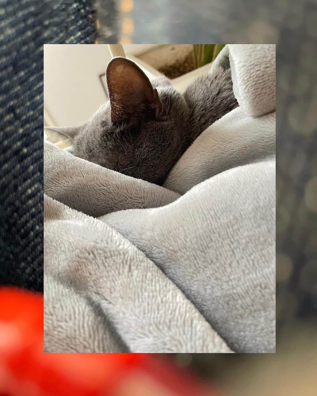 柴崎楽のインスタグラム：「猫の日  #猫」