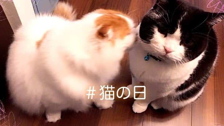 ram?rickのインスタグラム：「#猫の日  #ねこのきもち#まん丸ねこ部#スコティッシュフォールド#折れ耳スコ#ふわもこ＃ハチワレ#ハチワレ猫#scotishfold#猫#ネコ#にゃんこ#猫動画#顎ぶちラ部#ブリティッシュショートヘアー#あご髭#白黒猫#britishshorthair#ねこのおてて#cats_of_world_#bestcats_oftheworld」