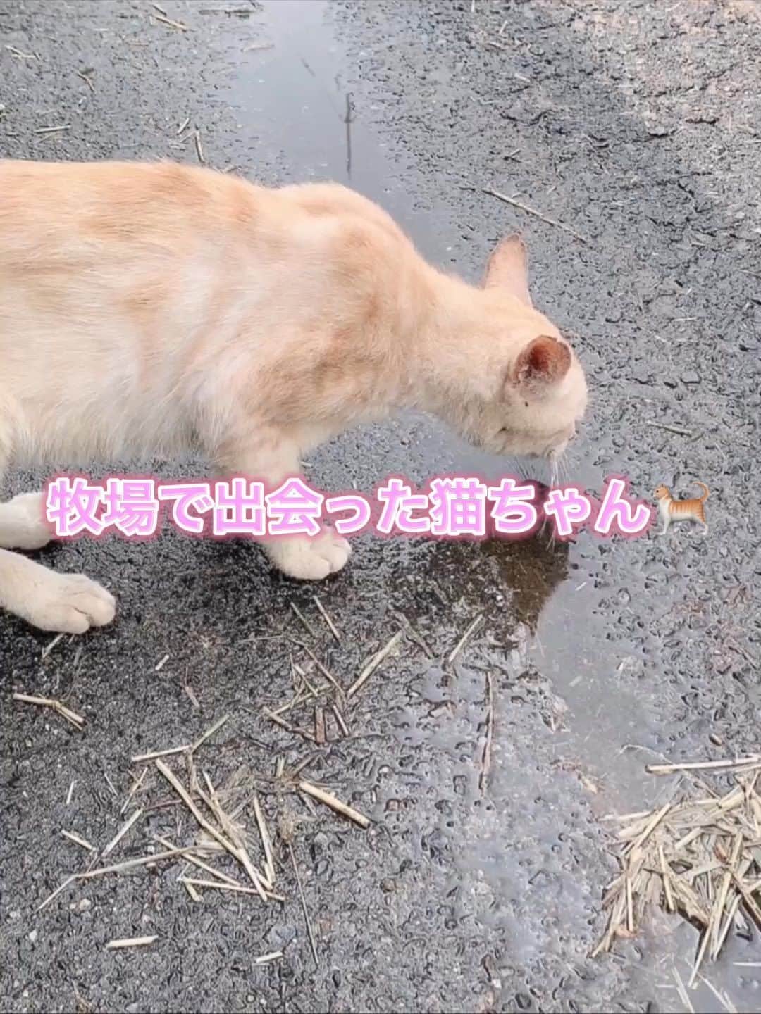 海月咲希のインスタグラム：「遠征で立ち寄った牧場で出会った猫ちゃん🐈  TikTokにも載せたけどちょっと動画編集したからせっかくなのでこっちにも投稿してみた(笑)」