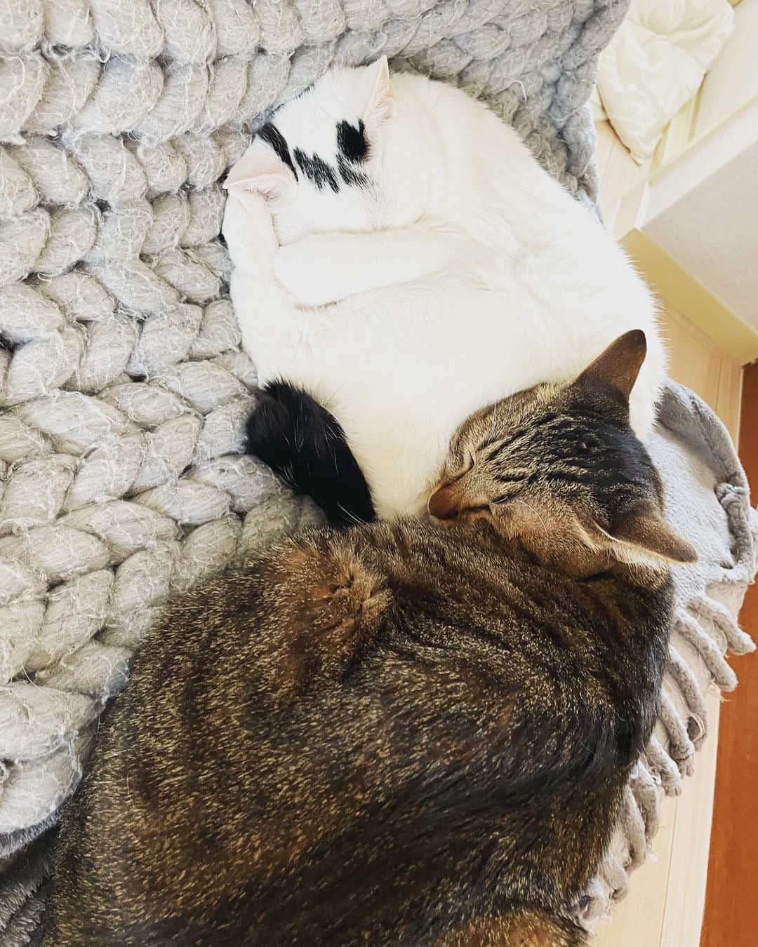 マリ卍さんのインスタグラム写真 - (マリ卍Instagram)「猫の日があとちょっとで終わるのに… 今気づいた！」2月22日 23時25分 - manji_0415