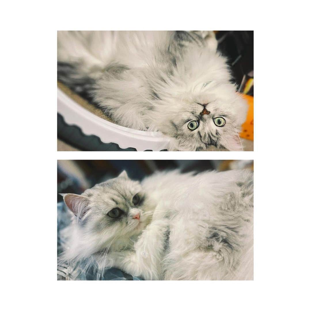五十嵐裕美のインスタグラム：「2/22🐈🐾」