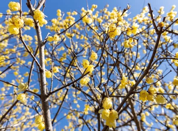 木内晶子さんのインスタグラム写真 - (木内晶子Instagram)「梅園の奥に黄色い鮮やかなロウバイがたくさん広がっているので是非、甘い香りとともに楽しんで頂きたいです💐今週末までロウバイは見頃だそうです。梅園は来月中旬頃まで見頃で楽しめるそうで色々な種類があるのでこちらもオススメですよ〜✨ #香川#園芸総合センター」2月22日 15時23分 - akiko0902kinouchi
