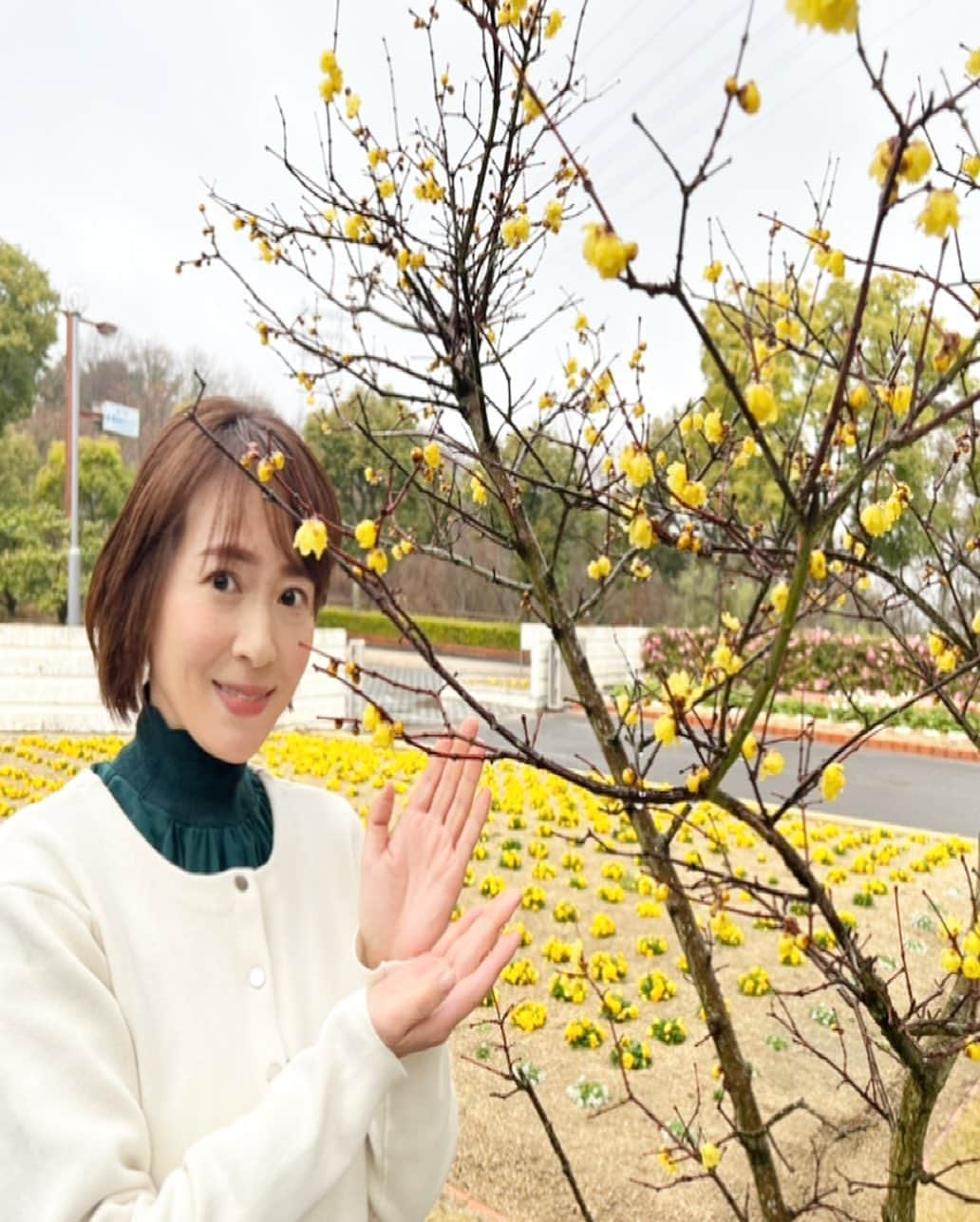 木内晶子さんのインスタグラム写真 - (木内晶子Instagram)「梅園の奥に黄色い鮮やかなロウバイがたくさん広がっているので是非、甘い香りとともに楽しんで頂きたいです💐今週末までロウバイは見頃だそうです。梅園は来月中旬頃まで見頃で楽しめるそうで色々な種類があるのでこちらもオススメですよ〜✨ #香川#園芸総合センター」2月22日 15時23分 - akiko0902kinouchi