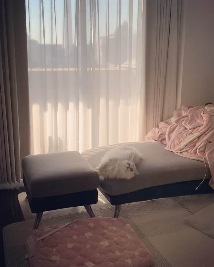 BeBeのインスタグラム：「今日2.22は猫の日🐱💓世界中の猫ちゃんが幸せでありますように🙏🕊️ そして今年入って初投稿🫣今年もマイペースですがよろしくお願いしますにゃ🐰🌷🫧🫧#cat #kitty #kittycat #猫　#meow #ilovecats #catsofinstagram #kittenofinstagram #petsofinstagram #猫の日　動画のべべちゃん何があったんだろ😂😂😂」