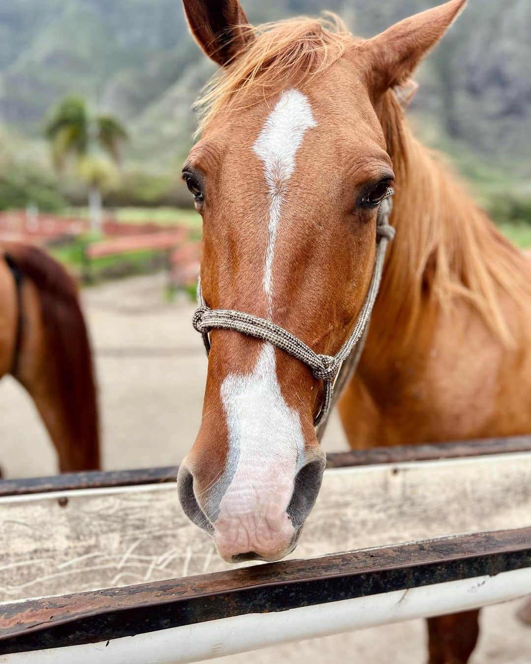 宮崎沙矢加さんのインスタグラム写真 - (宮崎沙矢加Instagram)「I brought my daughter to the place where I remember riding horses for the first time when I was a kid🌴🌴🌴 I have many memories of Hawaii.Mahalo♥️  . . . 今日はクラロアランチ🐴に🌺ミシェルは初めて見るお馬さんに興味津々👶🏼よーしよし撫で撫でしてました♥️ここは私が子供の頃初めて 乗馬体験した場所なんだぁ🫶🏽 お馬さん達はテディが気になってずっと私達の所に来てくれてました🤍 自分の両親が私にしてくれた様にミシェルも小さいうちから色んなところに連れて行ってあげよう♥️🤙🏽 #hawaiibaby #kualoaranch #5monthsold #5ヶ月ベビー」2月22日 16時08分 - sarah___audrey