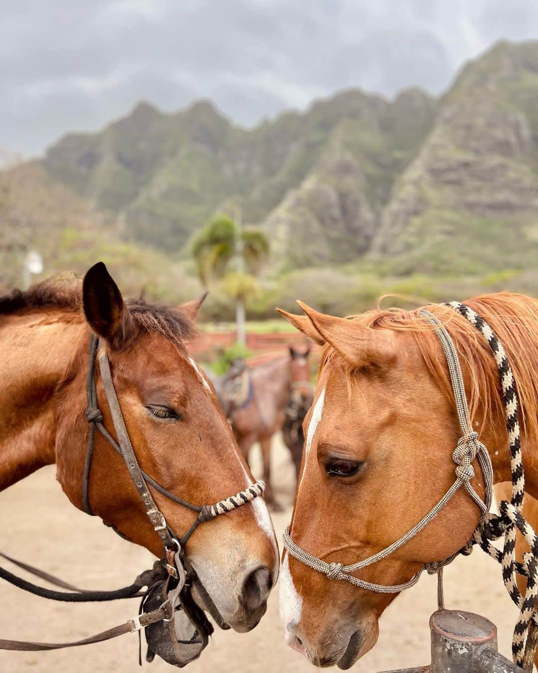 宮崎沙矢加さんのインスタグラム写真 - (宮崎沙矢加Instagram)「I brought my daughter to the place where I remember riding horses for the first time when I was a kid🌴🌴🌴 I have many memories of Hawaii.Mahalo♥️  . . . 今日はクラロアランチ🐴に🌺ミシェルは初めて見るお馬さんに興味津々👶🏼よーしよし撫で撫でしてました♥️ここは私が子供の頃初めて 乗馬体験した場所なんだぁ🫶🏽 お馬さん達はテディが気になってずっと私達の所に来てくれてました🤍 自分の両親が私にしてくれた様にミシェルも小さいうちから色んなところに連れて行ってあげよう♥️🤙🏽 #hawaiibaby #kualoaranch #5monthsold #5ヶ月ベビー」2月22日 16時08分 - sarah___audrey