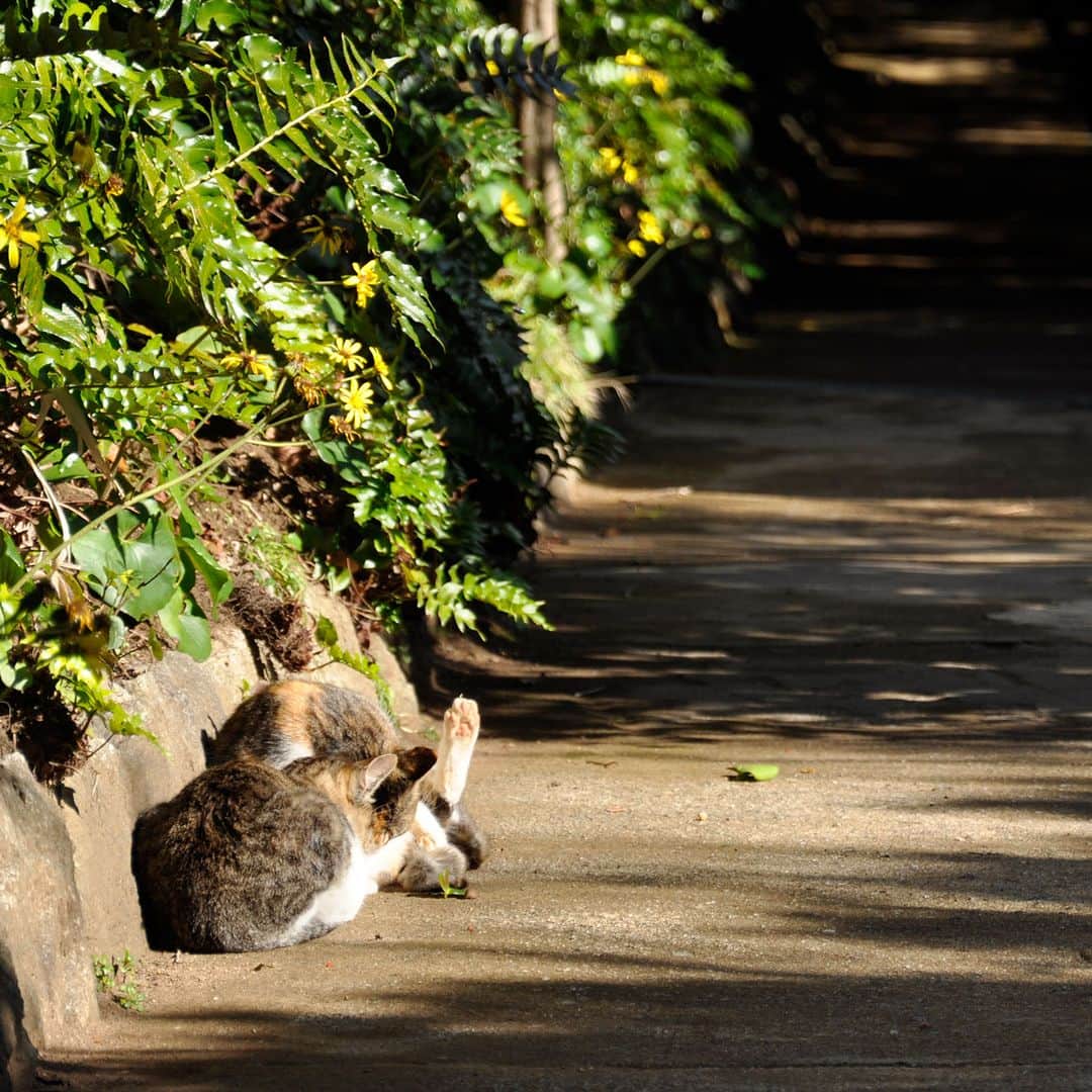 四国八十八ヶ所クルマ巡礼 ドライブお遍路のインスタグラム：「金剛福寺の境内、陽だまりに猫だまり。  一緒にゆっくり休憩するのもいいかもしれませんね。  ※こちらの写真は過去の取材のものです。  ……… 「新版 四国八十八ヶ所クルマ巡礼　ドライブお遍路」 四国お遍路をクルマで巡るためのガイドブック、好評発売中です。 本の詳細・ご購入は @drive_ohenro_shikoku88 プロフのサイトへ。  ★このアカウントでは、四国八十八カ所のお遍路の 基礎知識やプチ情報も公開しています。 お遍路が気になる方はぜひご覧ください！  #お遍路 #遍路 #四国 #四国八十八ケ所 #弘法大師 #ドライブお遍路 #巡礼 #車巡礼 #ガイドブック #自動車 #バイク #ドライブ #ツーリング #旅 #旅行 #国内旅行 #japan #日本 #寺 #仏閣 #足摺岬 #御朱印 #御朱印巡り #車お遍路 #四国遍路 #バイク旅 #猫の日 #猫 #ねこの日」