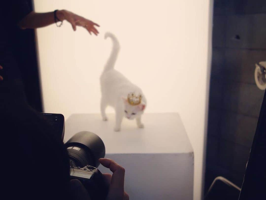 Aimerさんのインスタグラム写真 - (AimerInstagram)「⚯̫  猫の日に聴いてほしいアルバムᓚᘏᗢ と、当時の舞台裏!」2月22日 17時44分 - aimer_0907_official