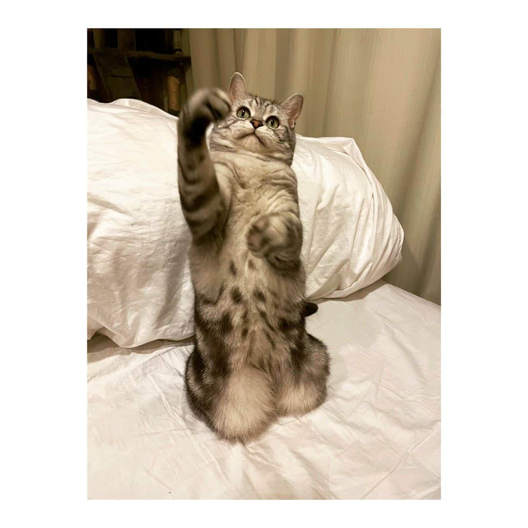 柾木玲弥さんのインスタグラム写真 - (柾木玲弥Instagram)「#猫 #ねこ  #ねこすたぐらむ  #にゃんすたぐらむ  #ねこのひ   2.22」2月22日 17時49分 - reiya_masaki