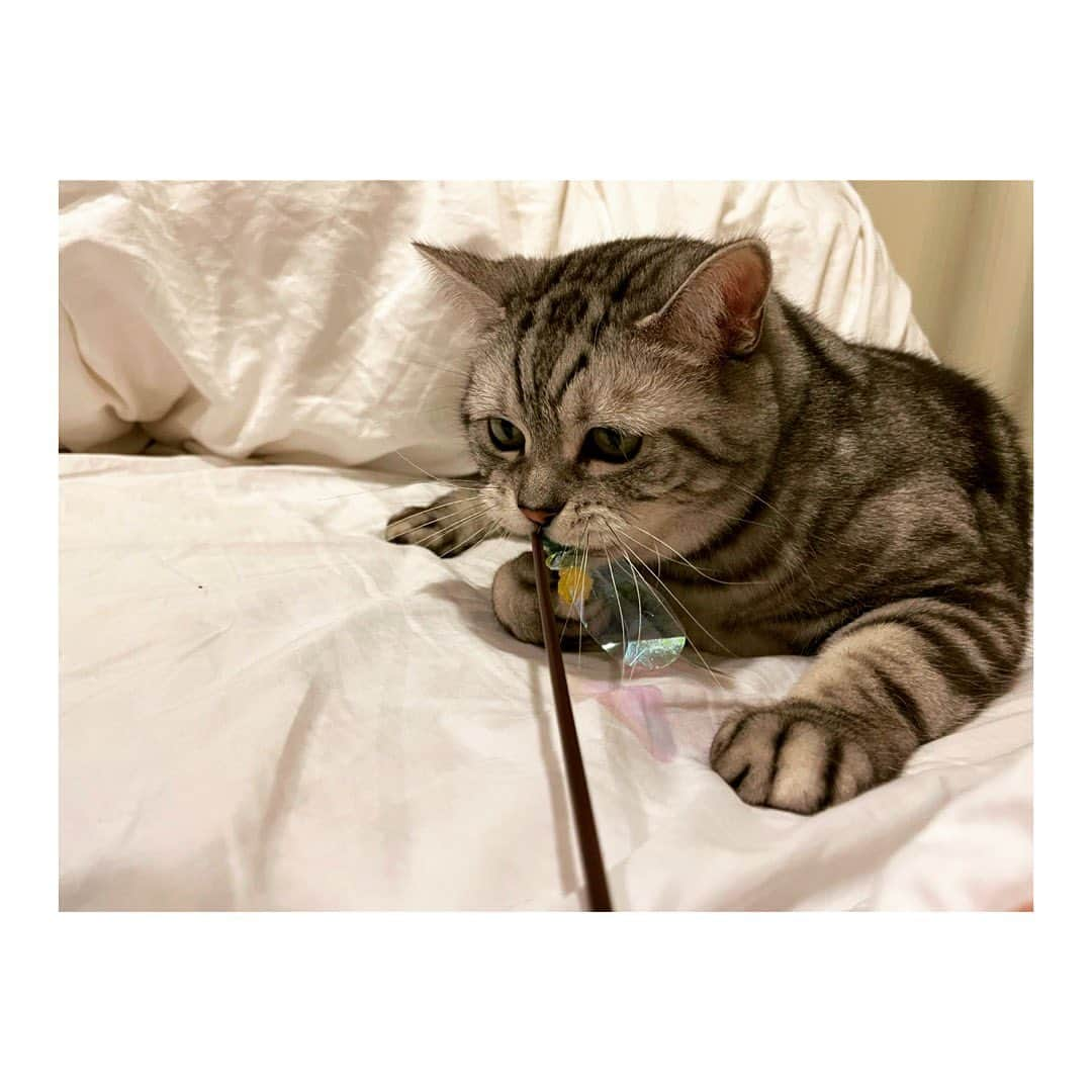 柾木玲弥さんのインスタグラム写真 - (柾木玲弥Instagram)「#猫 #ねこ  #ねこすたぐらむ  #にゃんすたぐらむ  #ねこのひ   2.22」2月22日 17時49分 - reiya_masaki