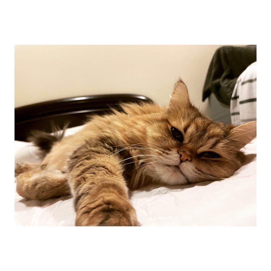 柾木玲弥さんのインスタグラム写真 - (柾木玲弥Instagram)「#猫 #ねこ  #ねこすたぐらむ  #にゃんすたぐらむ  #ねこのひ   2.22」2月22日 17時49分 - reiya_masaki