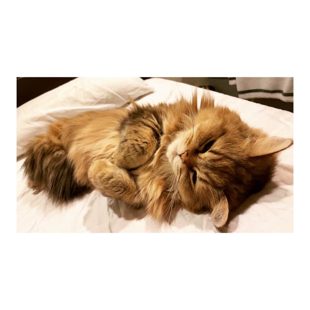 柾木玲弥さんのインスタグラム写真 - (柾木玲弥Instagram)「#猫 #ねこ  #ねこすたぐらむ  #にゃんすたぐらむ  #ねこのひ   2.22」2月22日 17時49分 - reiya_masaki
