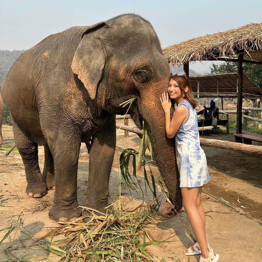 のインスタグラム：「ぴと😚🐘❤️  象さんとたっぷり触れ合える宿☺️ @chailaiorchid  ここは象の保護施設なので、ショーや人を乗せたり、物で叩かれたりすることはないよ🐘 飼育員さん達の愛をたくさん感じた☺️  人気で満室なので3ヶ月前から予約した✌️ キャンセルは1ヶ月前まで無料だから、とりあえず予約しちゃうのもアリ😆 象と遊ぶツアーだけの参加も出来るよ🐘  リバービューエリアは電波も激弱、お部屋には扇風機と ドライヤーくらいしか電化製品がない(冷蔵庫・エアコン、電話なし) 歯ブラシやパジャマもないので持っていこう🪥 朝晩冷えるのでパーカーとかも🌝 シャワーはずっと温かかったよ🚿  実は夜停電したり、ものすごい雷雨に起こされたり、寒くてカーディガン着に起きたり、ちょっとハードでした🤣 でも山奥だから仕方ないし、これも思い出🍀 慣れてない人はちゃんと準備してこ✌️ でも山道なので荷物は少なめで😂(ハイライト参照) 大きな荷物は街のホテルとかに預けとこ🧳  今回の飛行機はシンガ⇄チェンマイの直行便で3時間、AirAsiaの往復で1.8万円でした😘 得意の手荷物だけで激安旅😁✌️  チェンマイ好きだからまた行こ〜っと✈️  #chailaiorchid#チャイライオーキッド#Chiengmai#chiengmaitrip#thailand#thailandtravel#thailandtrip#チェンマイ#チェンマイ旅行#チェンマイホテル#象#elephant#タイ#タイ旅行#タイ観光#海外旅行 #あーちゃんチェンマイ」