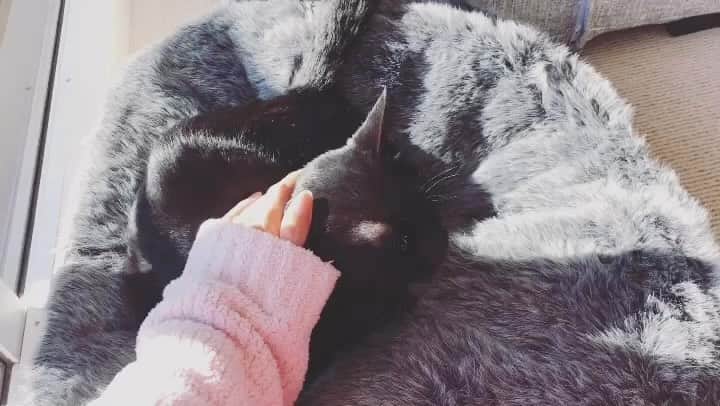 英玲奈のインスタグラム：「#猫の日 #いつも心に影虎 #毎日会いたいよ #いつか悲しみ癒えるかな」