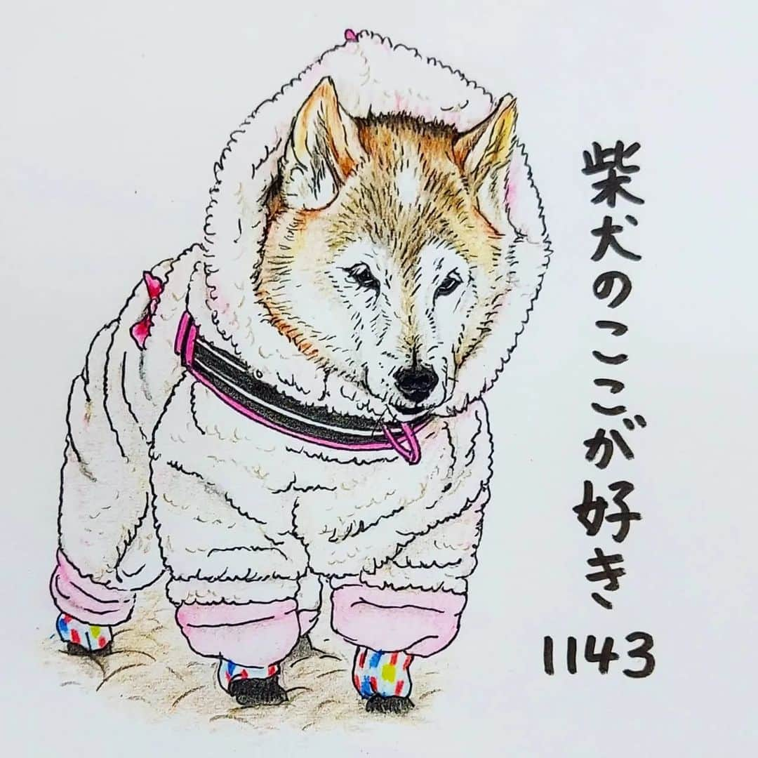 ハナとソラのインスタグラム：「#ここ柴部  『柴犬のここが好きシリーズ1242』 寒い季節には、先輩犬さんは羊になるとこ🐏  柴犬だって寒いものは寒いわ。  無理をしないことが健康の秘訣かな？  にゃんにゃんにゃんの日もやっぱり柴犬✨ ＊ モデルは azueye さんとこのあずきちゃんです🐕️💓 ＊ #柴犬のここが好き#柴犬#柴犬イラスト#イラスト#しばすたぐらむ #いらすとぐらむ #shibainu #shibastagram #illustration #colorpencil #favoritepartsofshibainu #色鉛筆#色鉛筆画 #柴公園 #柴公園イラスト」